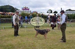 1771329752_1771329752_dunster-country-fair-039