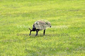 1771329876_1771329876_dunster-country-fair-130