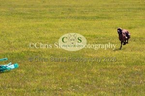 1771329877_1771329877_dunster-country-fair-131