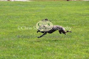 1771329879_1771329879_dunster-country-fair-133