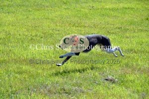 1771329900_1771329900_dunster-country-fair-149