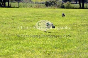 1771329909_1771329909_dunster-country-fair-156