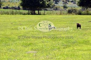 1771329919_1771329919_dunster-country-fair-164