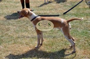 1771331231_1771331231_dunster-c-fair091