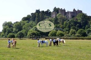 1771331292_1771331292_dunster-c-fair134