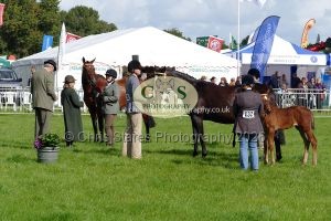 1771331484_1771331484_p1710688