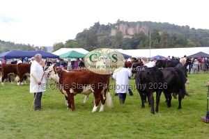 1771331535_1771331535_p1710764