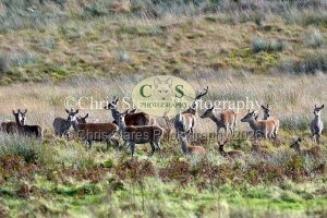 1771328906_1771328906_deer-oct-2015-001