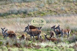 1771328910_1771328910_deer-oct-2015-004