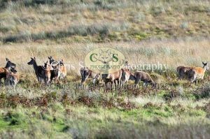 1771328914_1771328914_deer-oct-2015-007