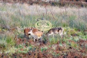 1771328919_1771328919_deer-oct-2015-011