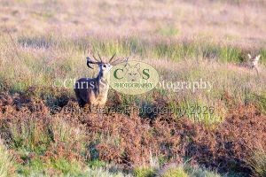 1771328924_1771328924_deer-oct-2015-015