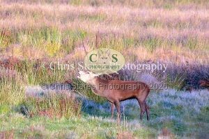 1771328926_1771328926_deer-oct-2015-016