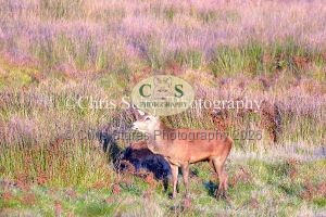 1771328927_1771328927_deer-oct-2015-017