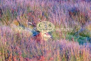 1771328928_1771328928_deer-oct-2015-018