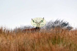 1771328929_1771328929_deer-oct-2015-019