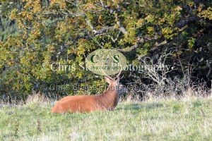 1771328931_1771328931_deer-oct-2015-020