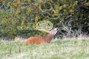 1771328932_1771328932_deer-oct-2015-021