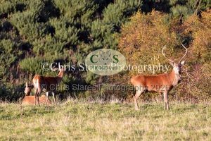 1771328934_1771328934_deer-oct-2015-023