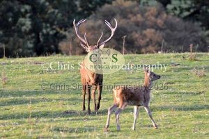 1771328937_1771328937_deer-oct-2015-025