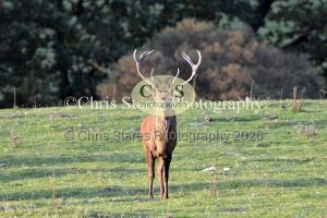 1771328938_1771328938_deer-oct-2015-026