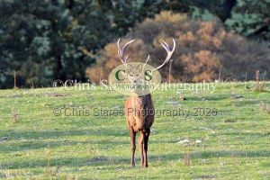 1771328939_1771328939_deer-oct-2015-027