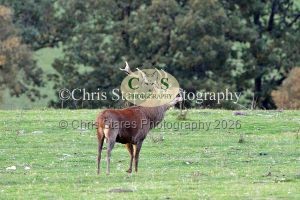 1771328941_1771328941_deer-oct-2015-028