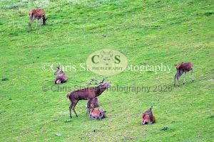 1771328942_1771328942_deer-rut-october-2015-001