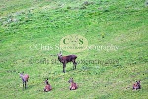 1771328943_1771328943_deer-rut-october-2015-002