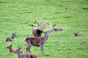 1771328945_1771328945_deer-rut-october-2015-003