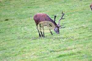 1771328946_1771328946_deer-rut-october-2015-004