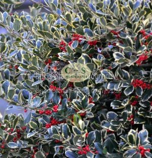 1771328954_1771328954_dsc-0845