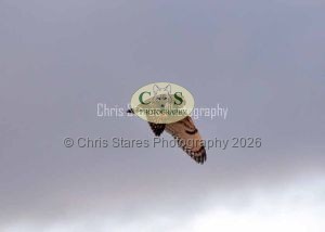 1771328957_1771328957_owlkestrel-002