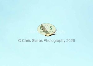 1771328961_1771328961_owlkestrel-005