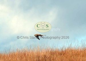 1771328962_1771328962_owlkestrel-006