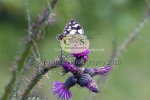 1771328966_1771328966_p1030185