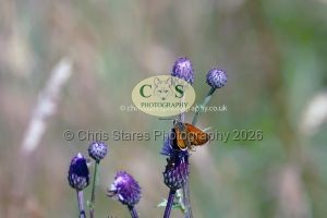 1771328974_1771328974_p1710346