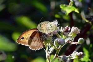 1771328975_1771328975_p1710359