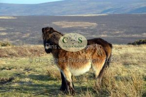 1771328984_1771328984_ponies-etc002