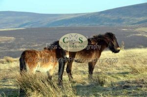 1771328985_1771328985_ponies-etc003