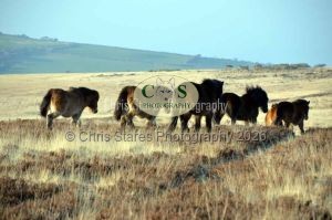 1771328988_1771328988_ponies-etc005