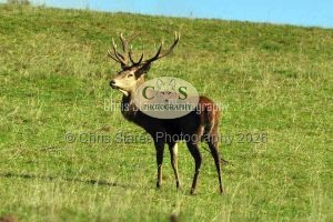 1771328989_1771328989_wildlife001