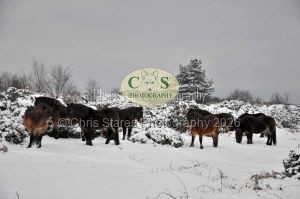 1771328991_1771328991_wildlife002