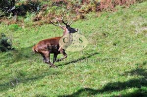 1771328994_1771328994_wildlife02