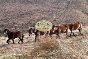 1771328995_1771328995_wildlife003