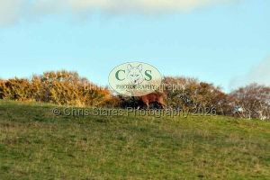 1771328997_1771328997_wildlife-003