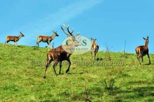 1771328998_1771328998_wildlife03