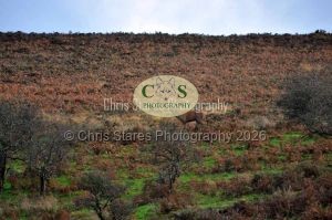 1771329001_1771329001_wildlife-005